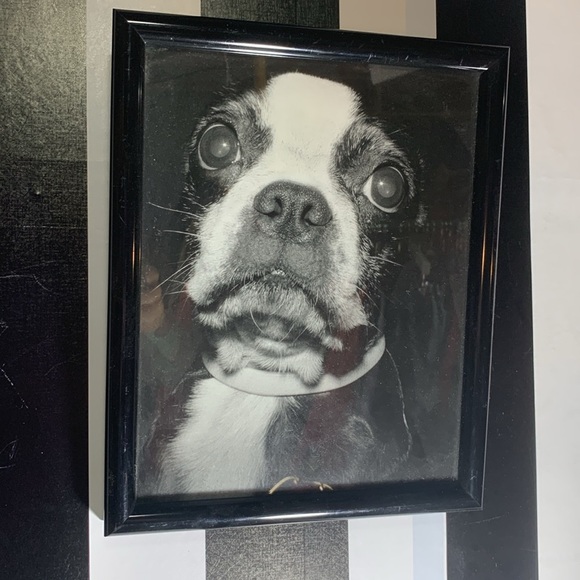 Set of 3 Professionally Framed Boston Terrier Gallery Wall Prints Vintage Photos - Picture 17 of 17